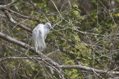 Little Blue Heron, Egretta caerulea Little Blue Heron, Egretta caerulea