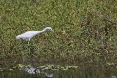 Little Blue Heron, Egretta caerulea Little Blue Heron, Egretta caerulea