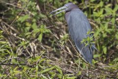 Little Blue Heron, Egretta caerulea Little Blue Heron, Egretta caerulea