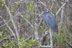 Little Blue Heron, Egretta caerulea Little Blue Heron, Egretta caerulea