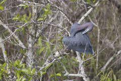 Little Blue Heron, Egretta caerulea Little Blue Heron, Egretta caerulea