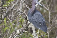 Little Blue Heron, Egretta caerulea