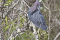 Little Blue Heron, Egretta caerulea Little Blue Heron, Egretta caerulea