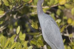 Little Blue Heron, Egretta caerulea on a tree limb Little Blue Heron, Egretta caerulea on a tree limb