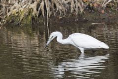 Little Blue Heron, Egretta caerulea Little Blue Heron, Egretta caerulea