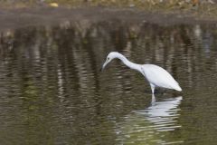 Little Blue Heron, Egretta caerulea