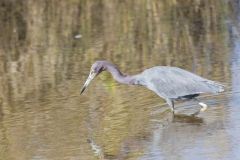 Little Blue Heron, Egretta caerulea Little Blue Heron, Egretta caerulea