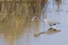 Little Blue Heron, Egretta caerulea Little Blue Heron, Egretta caerulea