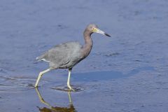Little Blue Heron, Egretta caerulea Little Blue Heron, Egretta caerulea