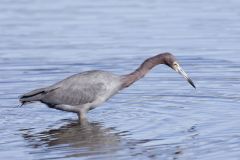 Little Blue Heron, Egretta caerulea Little Blue Heron, Egretta caerulea