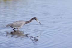 Little Blue Heron, Egretta caerulea Little Blue Heron, Egretta caerulea