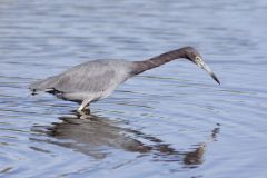 Little Blue Heron, Egretta caerulea Little Blue Heron, Egretta caerulea