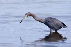 Little Blue Heron, Egretta caerulea Little Blue Heron, Egretta caerulea