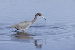 Little Blue Heron, Egretta caerulea Little Blue Heron, Egretta caerulea