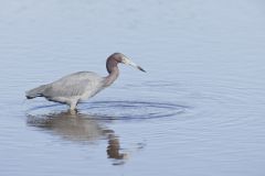 Little Blue Heron, Egretta caerulea Little Blue Heron, Egretta caerulea