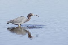 Little Blue Heron, Egretta caerulea Little Blue Heron, Egretta caerulea