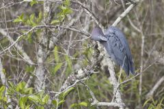 Little Blue Heron, Egretta caerulea Little Blue Heron, Egretta caerulea