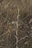 Little Bluestem, Schizachyrium scoparium
