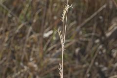 Little Bluestem