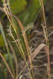 Little Bluestem, Schizachyrium scoparium