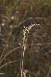 Little Bluestem, Schizachyrium scoparium