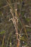 Little Bluestem, Schizachyrium scoparium