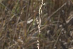 Little Bluestem, Schizachyrium scoparium