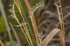 Little Bluestem, Schizachyrium scoparium