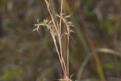 Little Bluestem, Schizachyrium scoparium