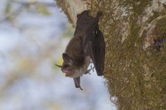Vespertilionidae- Bats