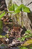 Little Brown Jugs, Hexastylis arifolia