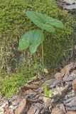 Little Brown Jugs, Hexastylis arifolia