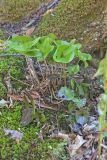Little Brown Jugs, Hexastylis arifolia