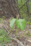 Little Sweet Betsy, Trillium cuneatum