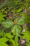 Little Sweet Betsy, Trillium cuneatum