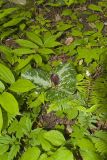 Little Sweet Betsy, Trillium cuneatum