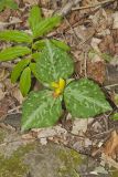 Little Sweet Betsy, Trillium cuneatum