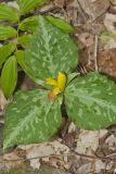 Little Sweet Betsy, Trillium cuneatum
