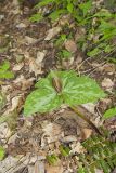 Little Sweet Betsy, Trillium cuneatum