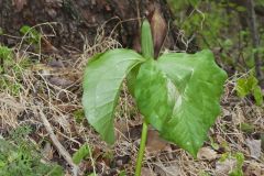 Little Sweet Betsy, Trillium cuneatum