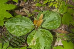 Little Sweet Betsy, Trillium cuneatum