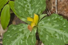 Little Sweet Betsy, Trillium cuneatum