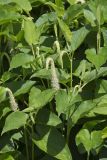 Lizard's Tail, Saururus cernuus