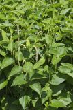Lizard's Tail, Saururus cernuus