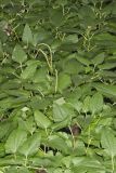 Lizard's Tail, Saururus cernuus