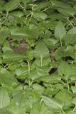 Lizard's Tail, Saururus cernuus
