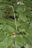 Lizard's Tail, Saururus cernuus