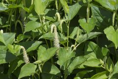 Lizard's Tail, Saururus cernuus