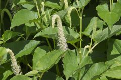 Lizard's Tail, Saururus cernuus