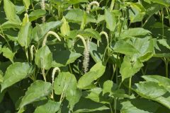 Lizard's Tail, Saururus cernuus